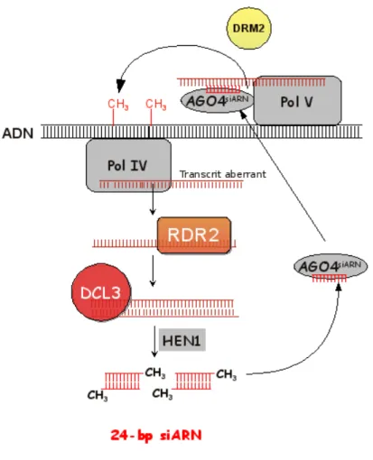 Figure 1.14 : Voie des ra-siARN chez Arabidopsis. D'après Law and Jacobsen 2010 ; Simon and Meyers 2011.