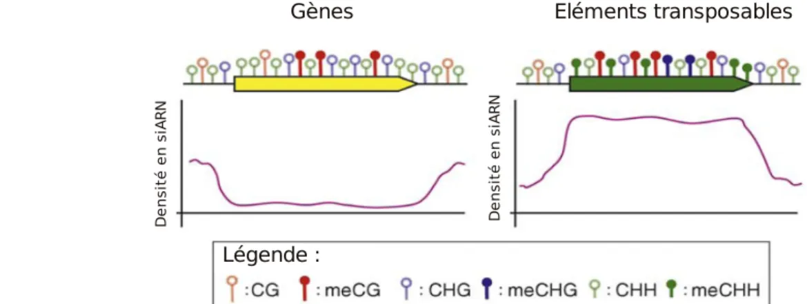 Figure 1.16 : Profils de méthylation des cytosines le long des gènes et des séquences répétées chez les plantes