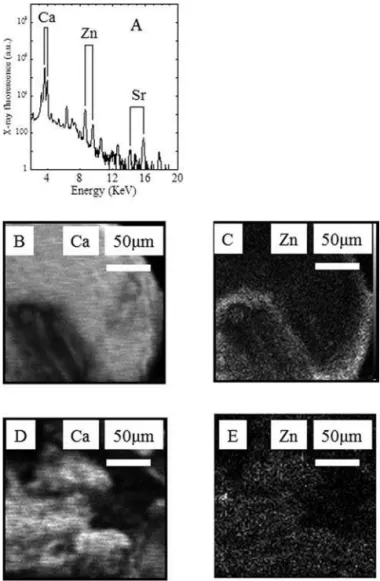 Figure 15. Simpli ﬁ ed representation of the interaction between crystals, trace elements, and chondrocytes in cartilage.