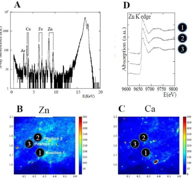 Figure 16. (A) Typical X-ray ﬂ uorescence spectrum of cartilage. We can see the contribution of Ar (K α = 2958 eV), Ca (K α = 3691 eV, K β = 4012 eV), Fe (K α = 6404 eV, K β = 7058 eV), Zn (K α = 8638 eV, K β = 9572 eV)