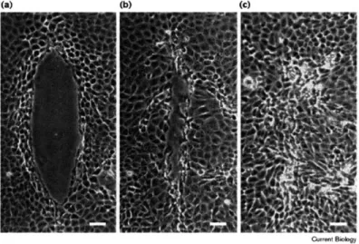Figure  1-1:  WOUND  HEALING  IN  AN  MDCK  MONOLAYER.  Wound  closure  in MadinDarby  canine  kidney  (MDCK)  epithelial  cell  monolayers