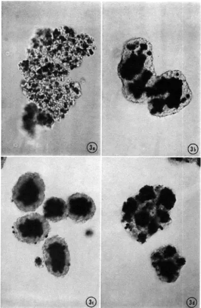 Figure  1-3:  CELL  SORTING.  Sorting in  mixtures of 7-day chick  embryo  neural  retina (clear)  and  pigmented  retina  (black)
