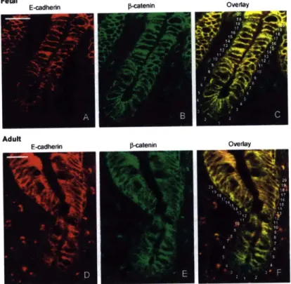 Figure  1-8:  CADHERIN  IN  THE  INTESTINE.  Distribution  of  E-cadherin  and  Q-