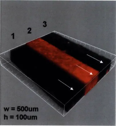 Figure  2-2:  DIMENSIONS  AND  FLOW  IN  THE  MICROFLUIDIC  CHANNEL.  3D Confocal  Image  of the microfluidic  channel,  with  three separate  fluid  streams  (all  cell media,  at  a volumetric  flow  rate  of 30  pL/min),  with  two separate  fluorescent