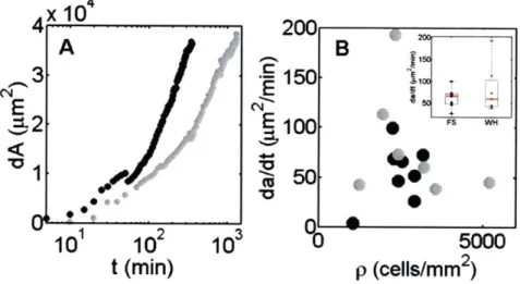 Figure  2-11:  DYNAMICS  OF  THE  BORDER.  The  rate  of re-epithelialization  of the free  space  depends  highly  on  density,  being  slow  at  both  very  low  density,  where cells  scatter,  and  very  high  densities,  which  are  retarded  by  cell