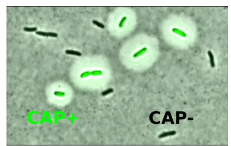 Figure 1.2: Microscopy image of Pseudomonas �uorescens “capuslation switchers”. �ese iso- iso-genic populations express two alternative capsulation phenotypes: along with the normal  cel-lular state CAP-, they can express an alternative phenotypic state ca