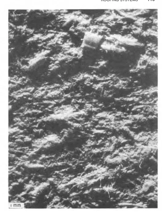 FIG.  5-Top  surface  of dry organic felt. 