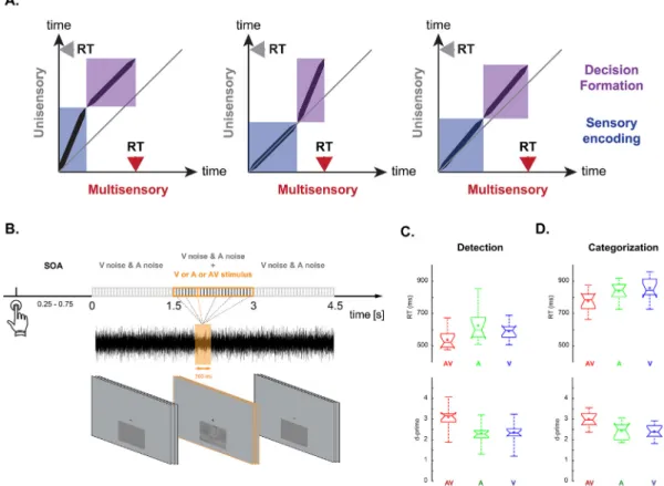 Fig. 1. (A) Hypothesized difference in perceptual decision making dynamics between unisensory and multisensory signals during sensory encoding (in blue) and during decision formation (in purple)