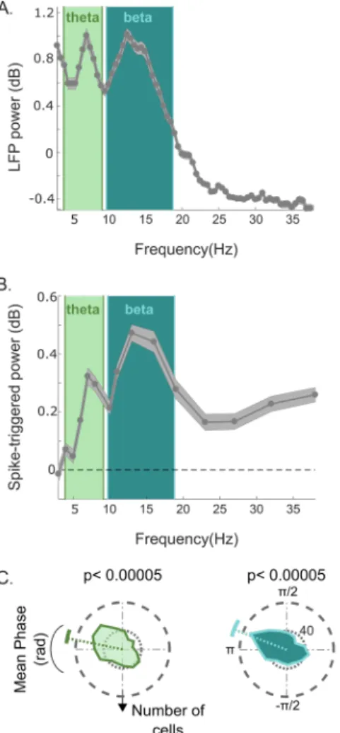 Figure 2: LFP power and theta and beta phase-locking of neurons. A) LFP power (expressed in decibel units relative to a 1/f fit,  see Methods) reveals prominent activity in the theta (4-8Hz) and low-beta (10-18Hz) bands