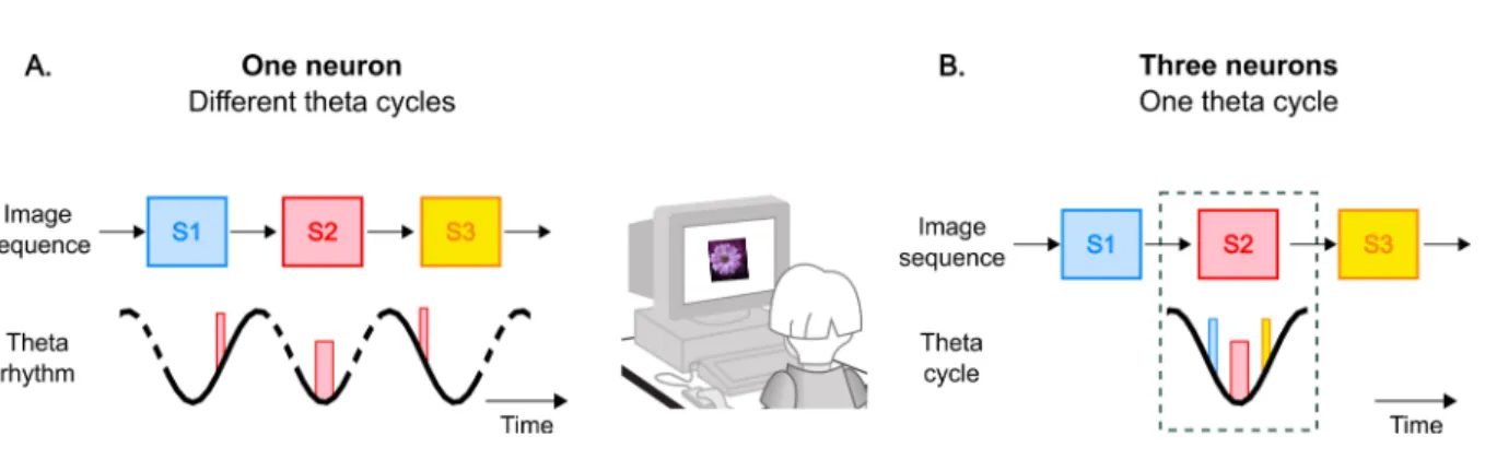 Figure 5: A subject views a sequence of three images (S1 to S3). A neuron whose preferred stimulus is S2 fires at the trough of  the oscillation during the presentation of S2 (~180°; see Figure 3B)
