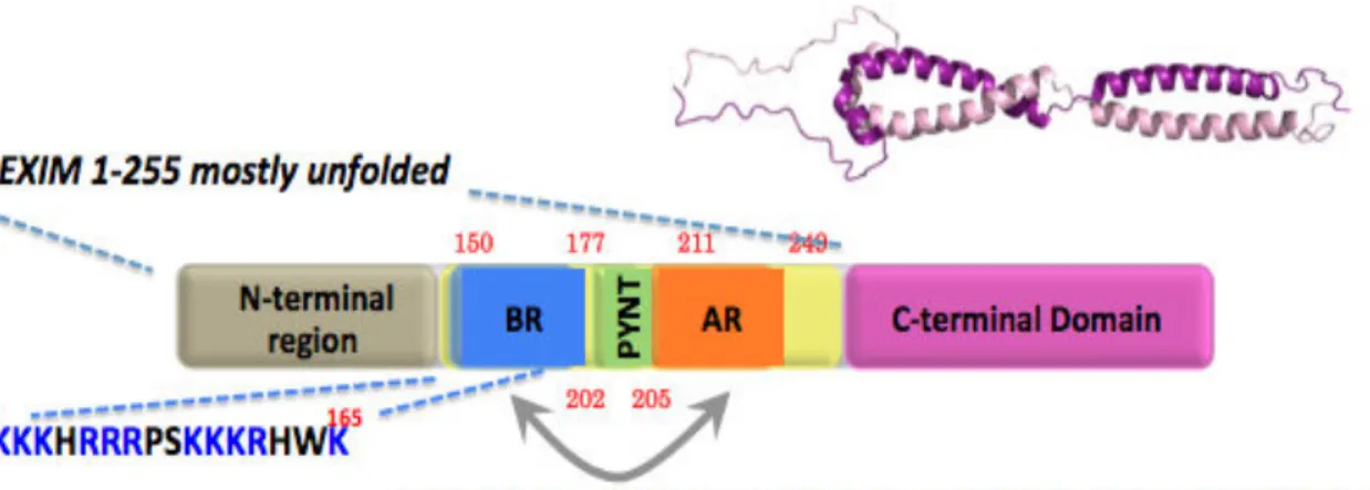 Figure 1-7. Domain organization of the HEXIM1 protein showing the regions of known  functional interest: non-conserved N-terminal domain (grey), RNA-binding region (blue),  t PYNT (green), acidic sequence (orange), and dimerization domain (pink)