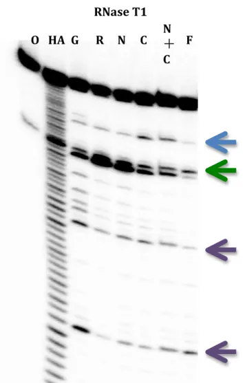 Figure  2-5. Direct footprinting by RNase T1: 7SK RNA alone (R) and complexes with  LARP7 (F), N-terminal (N), C-terminal (C) and a mixture of N-terminal and C-terminal  both (N+C) was incubated with RNase T1 (1/500) in a buffer with Hepes 20 mM, pH 7.2; 