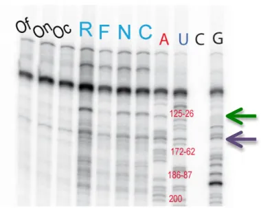 Figure 2-7. Probing naked 7SK RNA (R) and complexes with LARP7 (F), N-terminal (N)  and  C-terminal  (C)  by  RNase  V1  (1/10),  primer  J  (302-324)