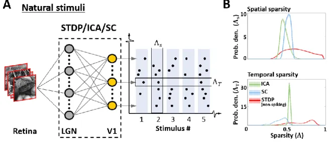Figure 5: Sparsity of responses to natural stimuli. A. Sparsity indices. To estimate the sparsity of the non-spiking 