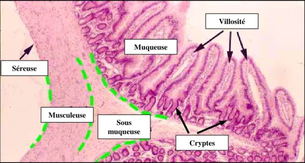 Figure 3: La paroi intestinale