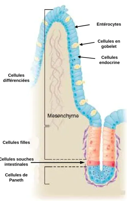 Figure 4: Cellules souches de l’intestin