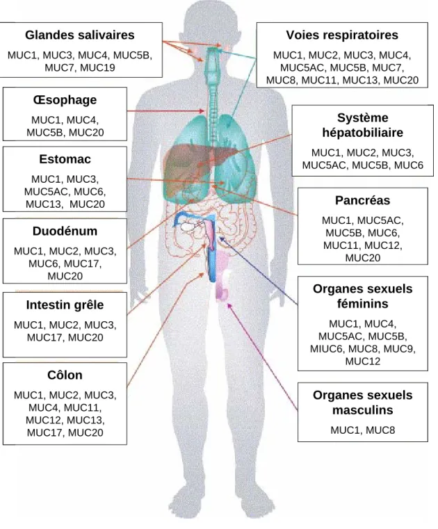 Figure 7: R é partition des mucines dans le corps humain
