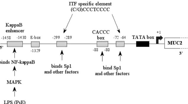 Figure 9: Le promoteur de MUC2