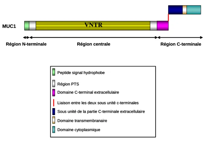 Figure 11 : Structure peptidique de MUC1 