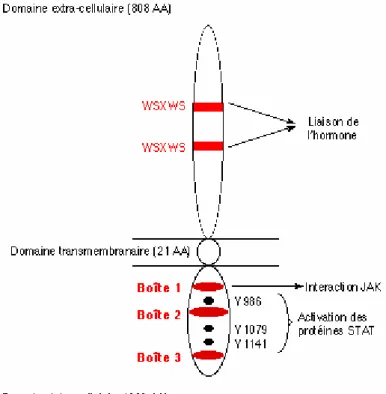 Figure 20: le récepteur long Ob-Rb  (www.inra.fr/.../an2001/num213/cassy/sc213.htm.) 