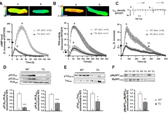 Figure 3: Overexpression of PDE4B decreases cAMP levels, PKA activity and L-type  Ca 2+   channel  current  amplitude  upon  β-AR  stimulation  measured  in  ventricular  cardiomyocytes and the phosphorylation of key proteins of ECC in ventricular tissue