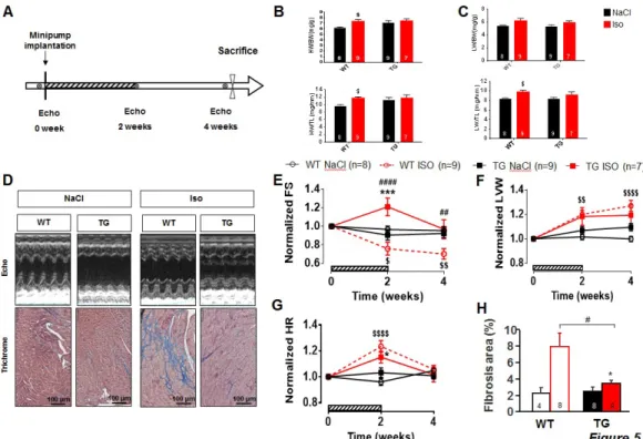 Figure 5: PDE4B-TG mice are protected against maladaptive remodeling induced by  chronic infusion with isoproterenol