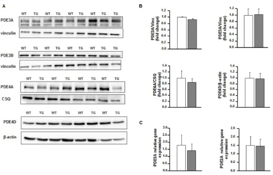 Figure  S1:  PDE4B-TG  hearts  don’t  show  modifications  in  other  main  cardiac  PDEs isoforms expression