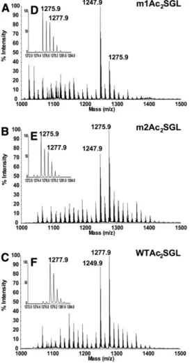 Fig. ID). Indeed, positive MS/MS analysis of WT Ac  3  SGL  1516.2  ,  observed in the MALDI mass spectrum presented in  sup-plementary Fig