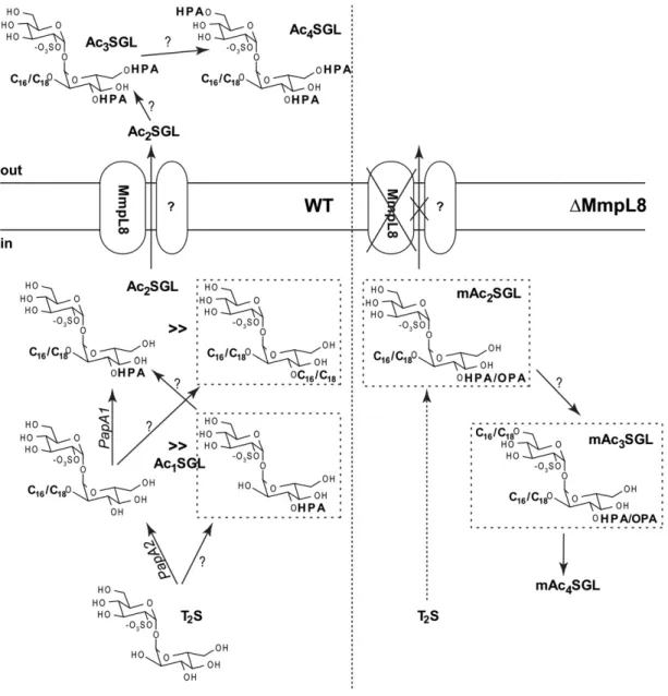 Fig.     7.  Schematic    representation of the pathway of completion of SGL biosynthesis in   M