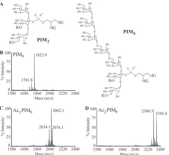 FIGURE 1. Structure of PIM 2 and PIM 6 subfamilies (A) and MALDI-TOF MS spectra in negative-ion mode of purified PIM 6 (B), Ac 1 PIM 6 (C), and Ac 2 PIM 6 (D) acyl forms