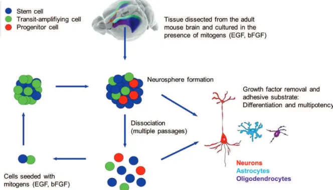 Figure  14:  Schematic  representation  of  the  in  vitro  neurosphere  culture  system