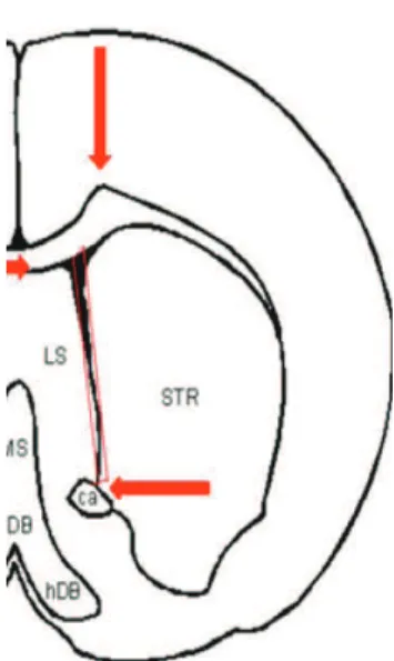 Figure  18:  Coronal  section  through  the  adult  mouse  brain.  The  red  arrows  indicate the incision sites
