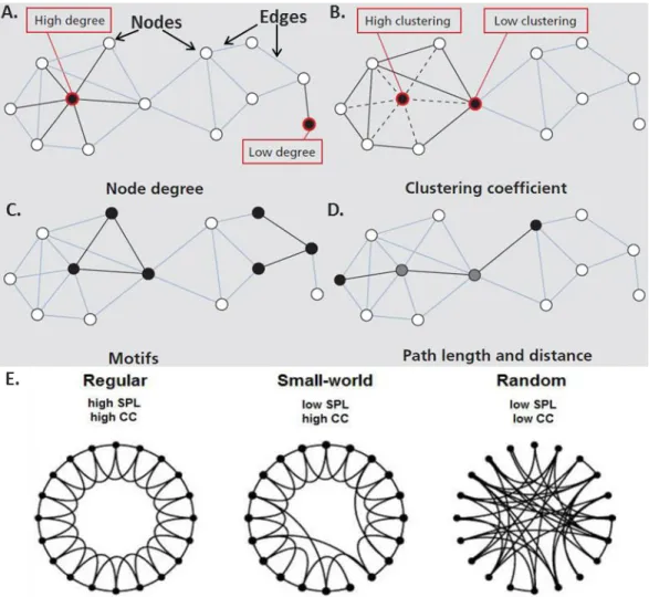 Figure 5: Characterization of a brain network: (A) Nodes, edges and the degree of nodes in a  network
