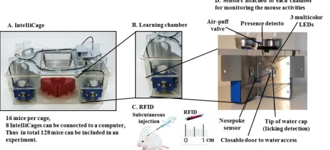 Figure  8:  Overview  of  the  IntelliCage  system:  (A)  IntelliCage  system  apparatus:  mice  are  group-housed in the cage and their behavioral responses (corner visits, nosepokes, and lickings)  are monitored in a fully automated manner