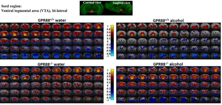 Figure  1:  Alcohol  consumption  modifies  the  VTA  connectivity  in GPR88 +/+   and  GPR88 -/- -/-groups: Seed region (bi-lateral VTA, extracted from Allen mouse brain atlas) is shown in coronal  and sagittal plane