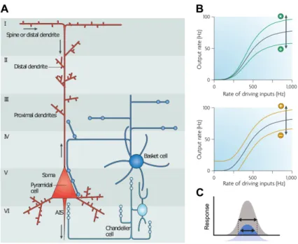 Figure 4.2 | Perisoma inhibiting interneurons (PIIs) control the output of pyramidal cells