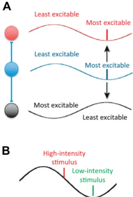 Figure 4.5 | Mechanisms of temporal  coding  by  rhythmic  inhibition.  