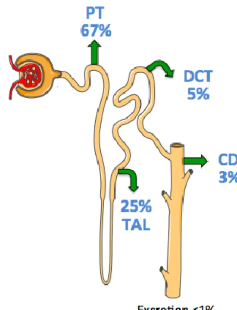 Figure 2. Sodium handling along the nephron.  Arrows indicate reabsorption of  Na + .  Numbers  indicate  the  percentage  of  the  filtered  load  of  Na +   reabsorbed  or  excreted