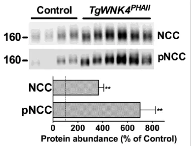 Figure  8.  Protein  abundance  of  NCC  and  pNCC  is  increased  in  TgWnk4 PHAII  mice
