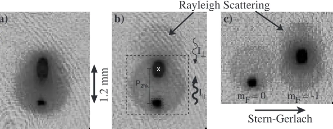 Figure 2-8: Indistinguishable and distinguishable atom scattering. Shown are absorption images resonantly imaged on the cycling transition after ballistic expansion