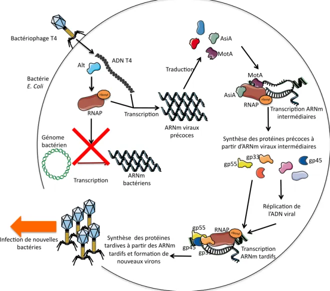 Figure  11:  Représentation  schématique  du  cycle  viral  du  bactériophage  T4  lors  de  l’infection  de  la  bactérie Escherichia Coli