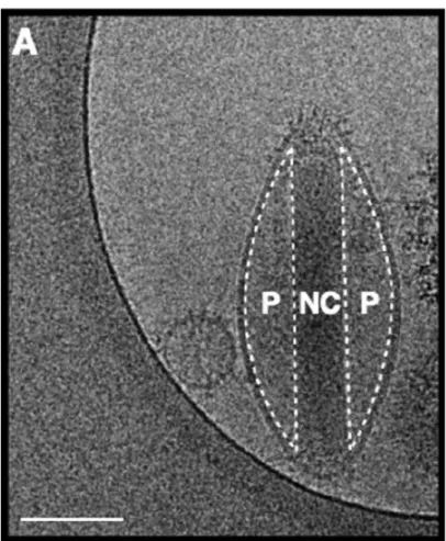 Figure  12 :  Photographie  d’une  particule  virale  de  baculovirus  AcMNPV  par  cryo-electromicroscopie,  extrait de Wang et al., 2016