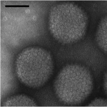 Figure  18 :  Photographie  d’une  particule  virale  d’Adenoviridae  humain,  de  type  5  par   électro-microscopie,  extrait  de  (Tang  et  al.,  2009)