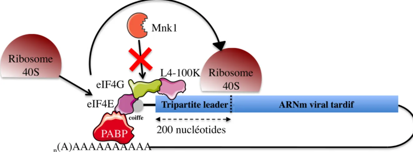 Figure  25 : Représentation schématique de la stimulation de la traduction des ARNm viraux tardifs par  L4-100K