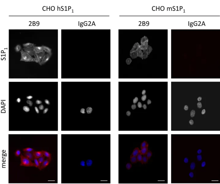 Fig 6. 2B9 recognizes human and mouse S1P 1 . CHO cells stably expressing human (CHO hS1P 1 ) or mouse (CHO mS1P 1 ) S1P 1 receptors were fixed and stained with 2B9 (red) or control IgG2A (red) antibodies (1:100, w/v)