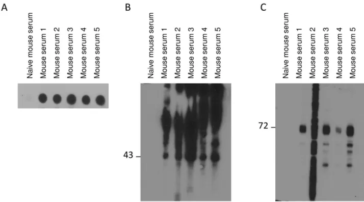 Fig 2. Assessment of mouse sera. A Dot blot of CHO hS1P 1 -GFP cell membranes (1.6 μg of sample was spotted onto the PVDF (polyvinylidene fluoride) membrane and revealed with 1:1,000 v/v diluted sera)