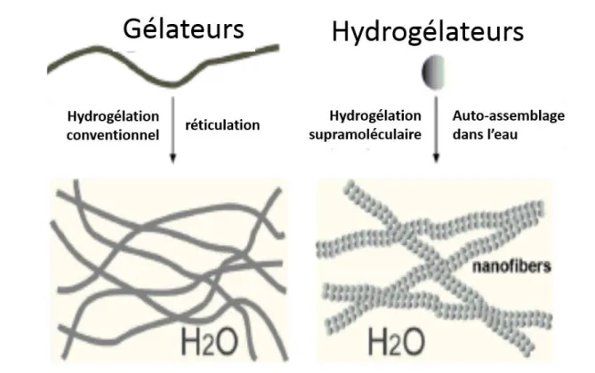 Figure 3: Illustration du processus de création d'hydrogels polymères par réticulation (à gauche) ou par la formation d'hydrogels  supramoléculaires via un auto-assemblage initié par une perturbation chimique ou physique (à droite)