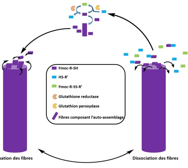 Figure 16: Schéma de la formation et de la dissociation des nanofibres auto-assemblée en présence du couple d’enzymes antagonistes
