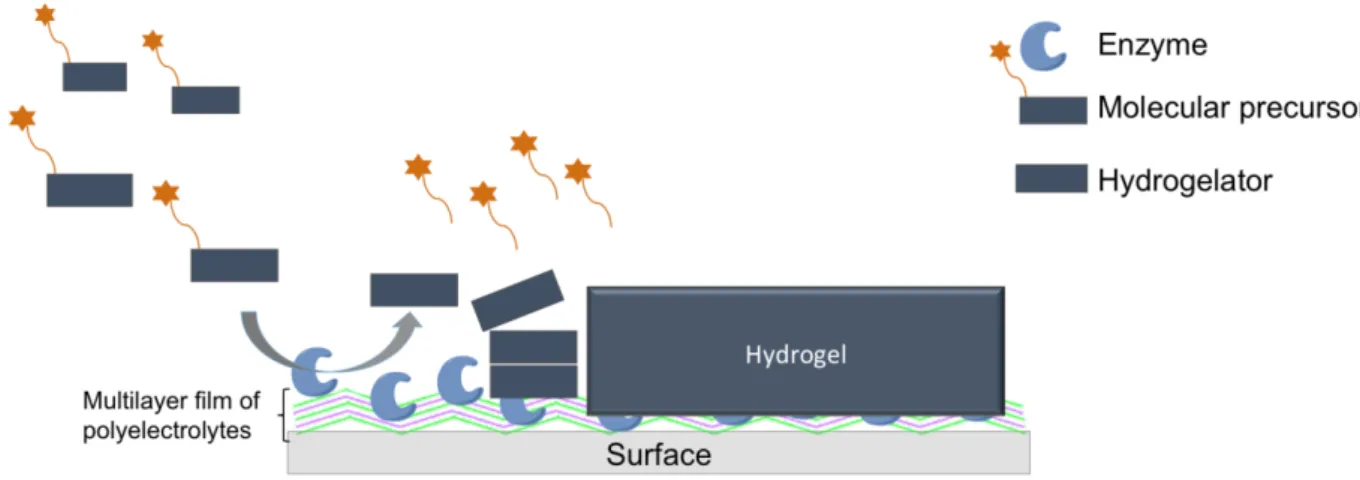 Figure 2: Schematic of the principle of the localized enzyme-assisted self-assembly 