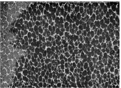 Figure 1. Photomicrographie * de la section transversale d'une mousse de polystyrène extrudée,  10X.